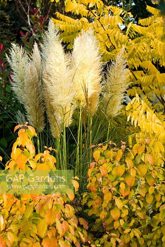 Cortaderia selloana 'Pumila' - Pampas Grass with Cornus sanguinea 'Midwinter Fire' and Robinia pseudoacacia 'Frisia' - Golden Acacia in October