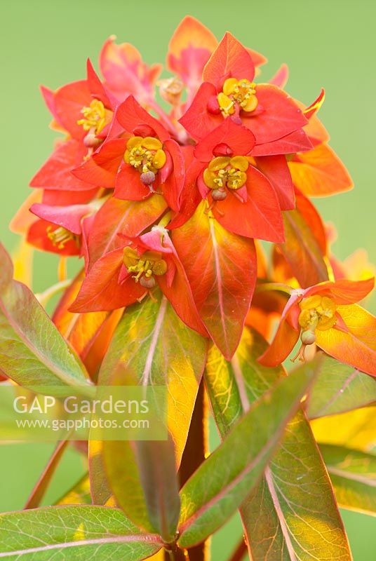 Euphorbia griffithii 'Fireglow' in May