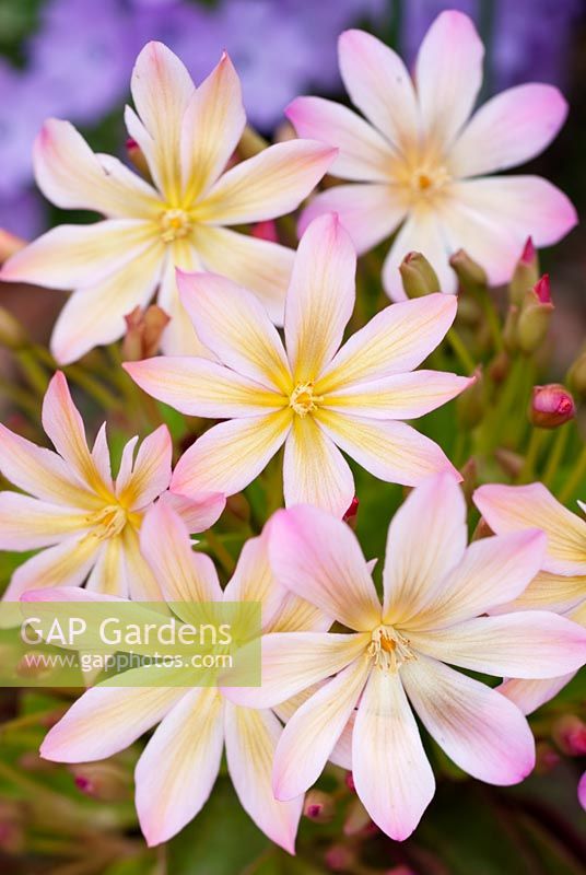 Lewisia tweedyi 'Rosea' in March