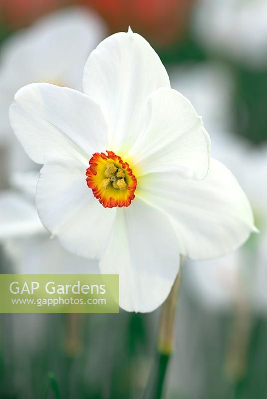 Narcissus 'Actaea' - Pheasant Eye Narcissus Poeticus group