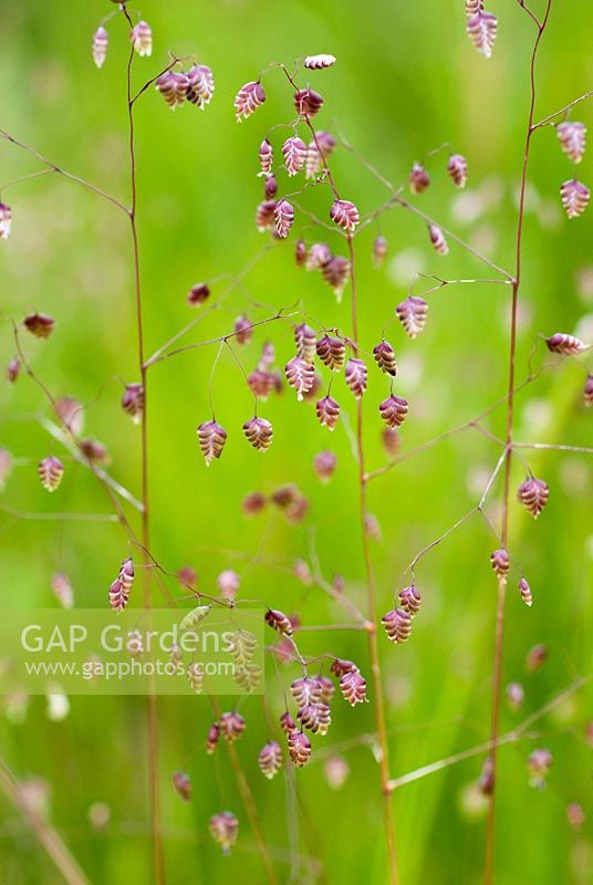 Briza media - Quaking Grass 