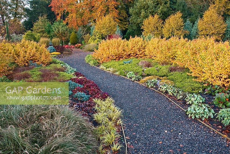 Cornus sanguinea 'Midwinter Fire' in borders at The Winter Garden, Bressingham Gardens, Norfolk, November