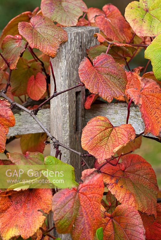Vitis coignetiae - Crimson Glory Vine, climbing on split rail fence in October
