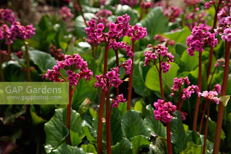 Bergenia 'Rotblum'