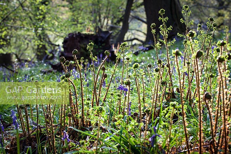 Hyacinthoides non-scripta in Priors Wood, Somerset