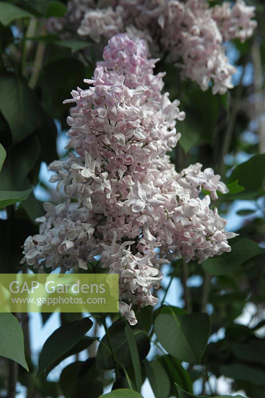 Syringa vulgaris 'Marechal Foch' 