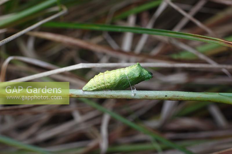 Papilio machaon - Swallowtail butterfly chrysalis on norfolk reed 