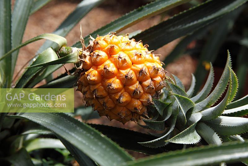 Ananas comosus - Pineapple, ripe fruit