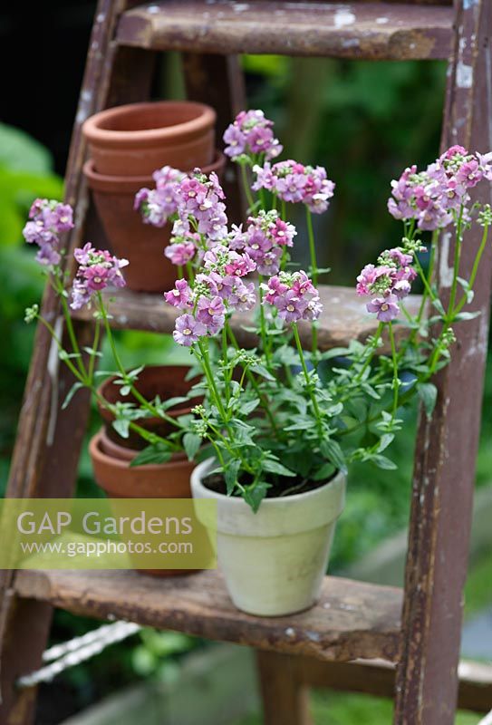 Nemesia in a dusky pink colour on a stepladder