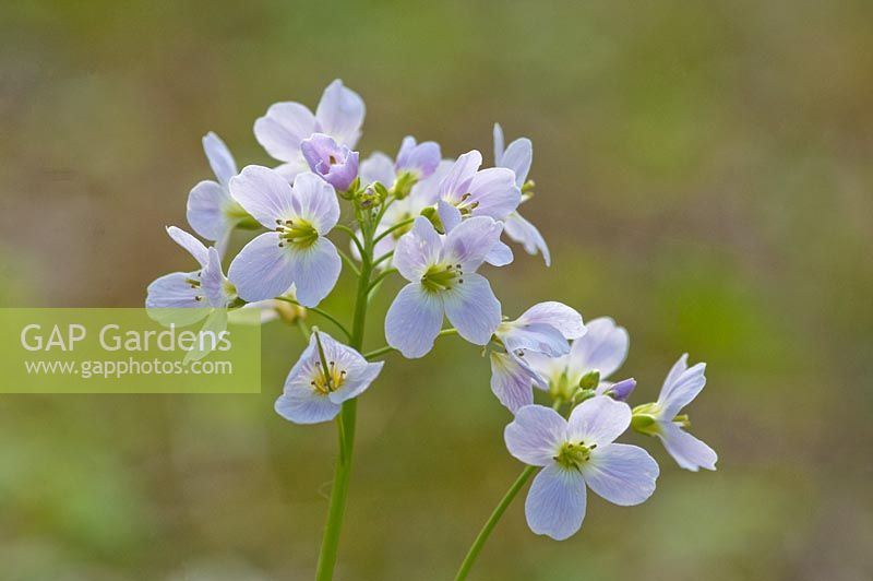 Cardamine pratensis - cuckoo flower or ladies smock