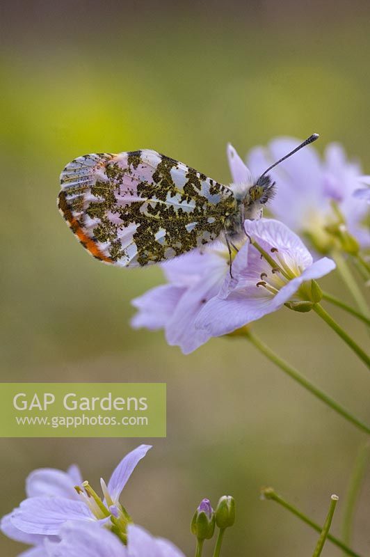 Anthocharis Cardamines - orange tip butterfly on Cardamine Pratensis foodplant -  cuckoo flower