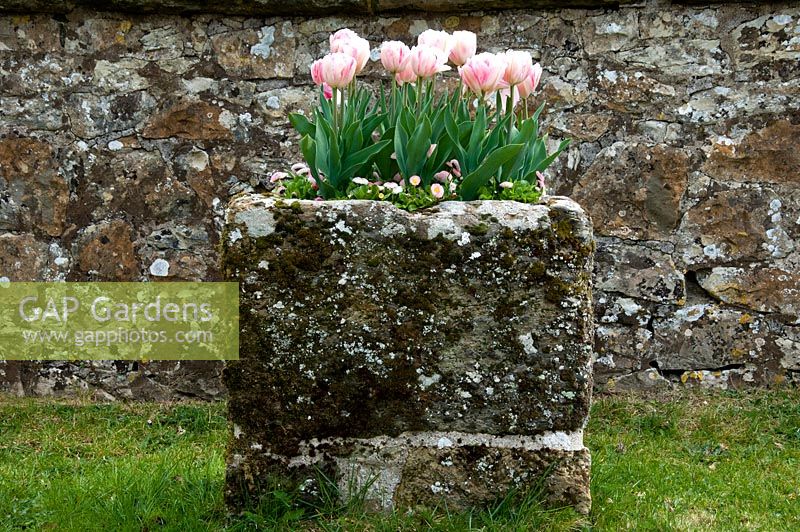 Tulips in stone container - Parham House, Sussex