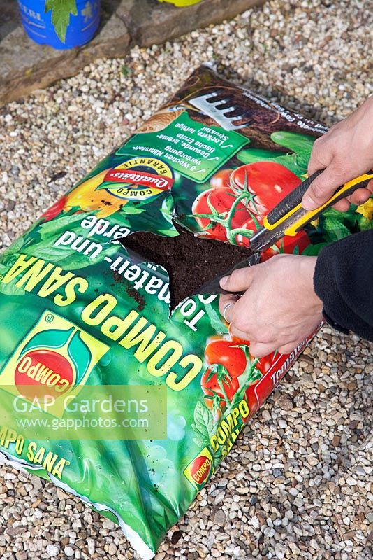 Woman planting tomatoes, Solanum lycopersicum 'Black Krim' in grow-bag - Cutting bag