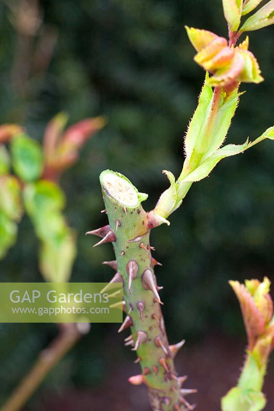 Incorrect way to prune roses