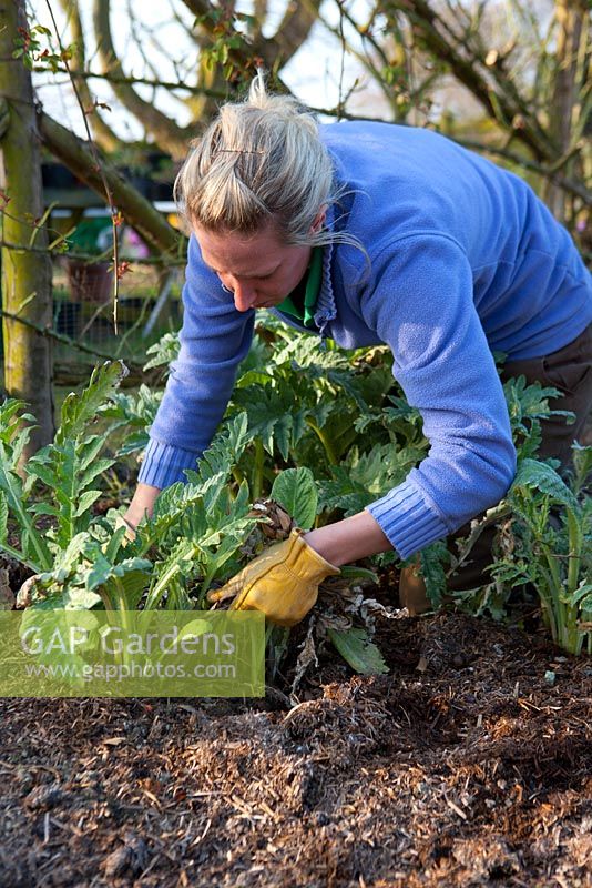 Removing dead and decaying artichoke leaves, this helps to avert potential disease problems.