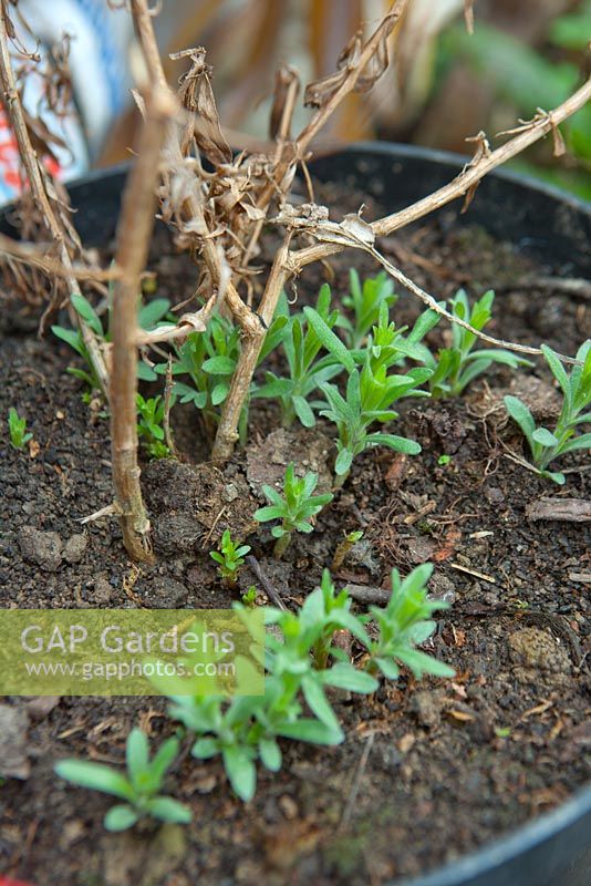 Tarragon shooting in early spring, overwintered in the greenhouse