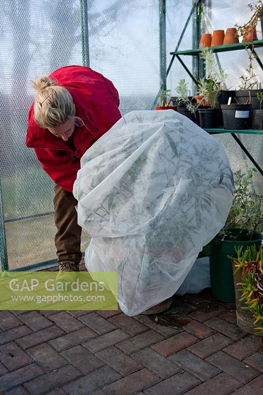 Insulating tender plants in the greenhouse with fleece over the winter period