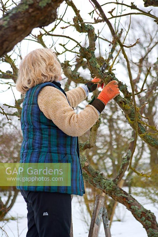 Removing the suckers and water shoots. These grow quickly and can cause problems in the future if left unchecked