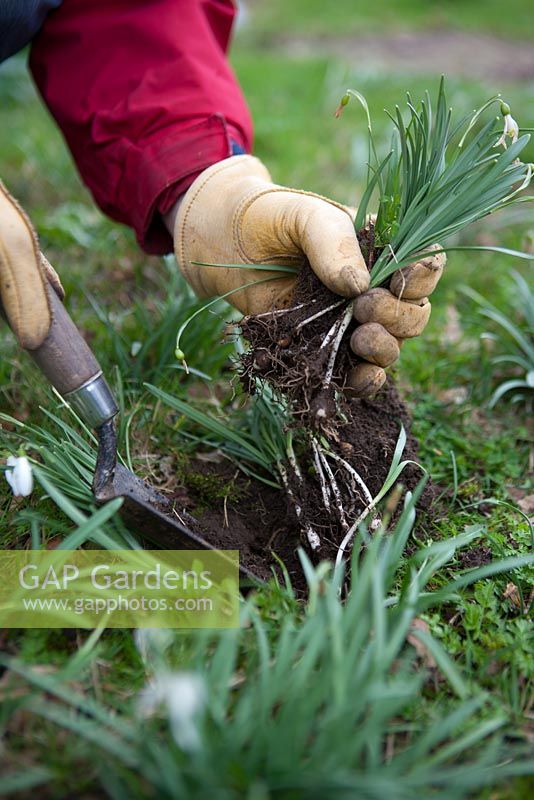 Dividing root ball of plant into small groups, ready for planting