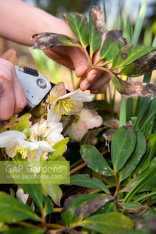 Removing old leaves Helleborus Niger 