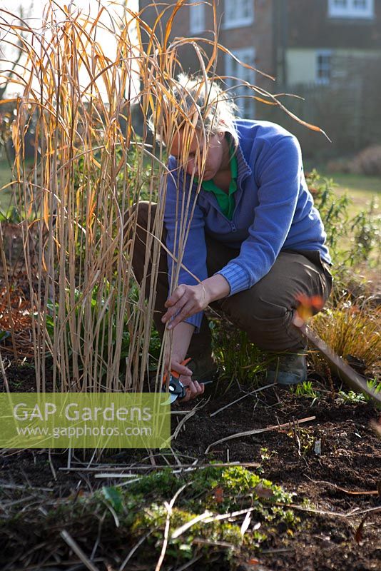 Woman cutting back perennial grasses in winter 