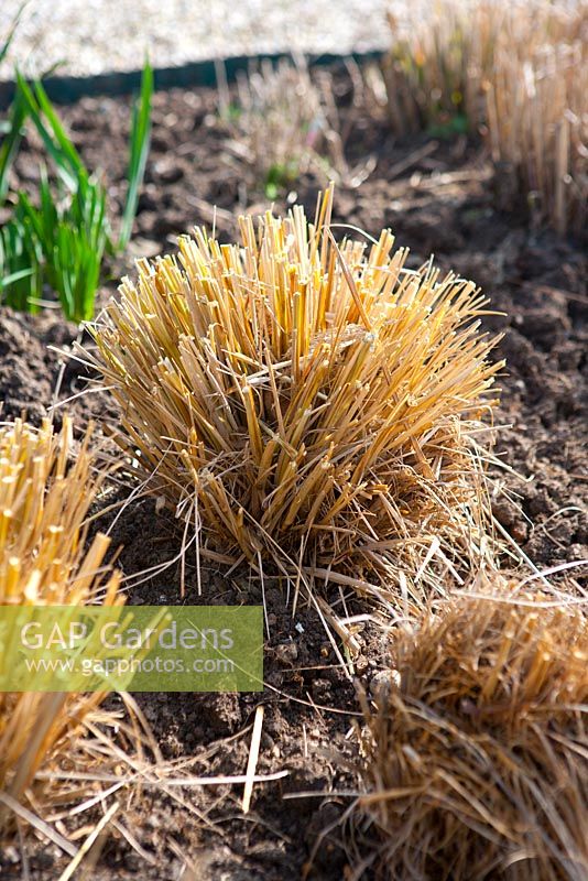 Ornamental grasses after pruning to make room for new growth