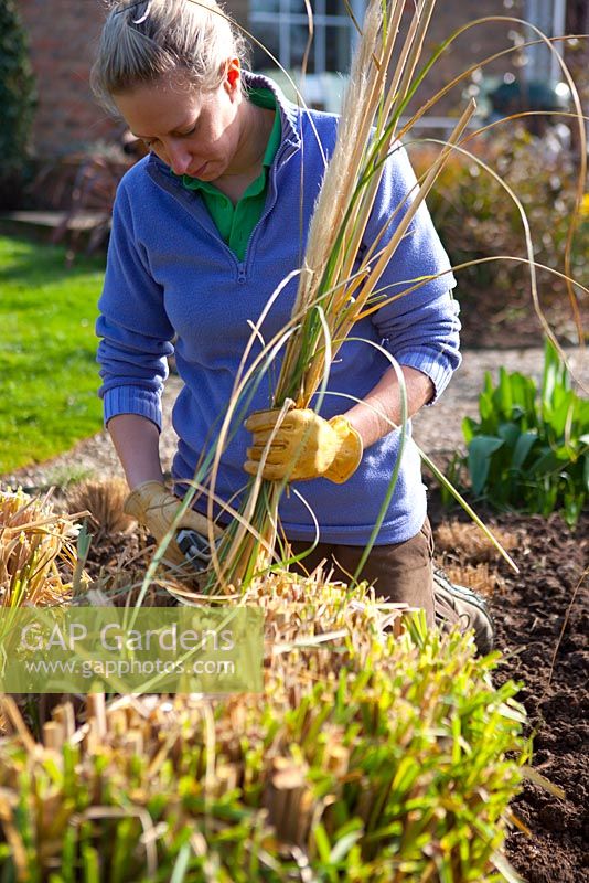 Cutting back ornamental grasses once new shoots appear to protect new growth from frost 