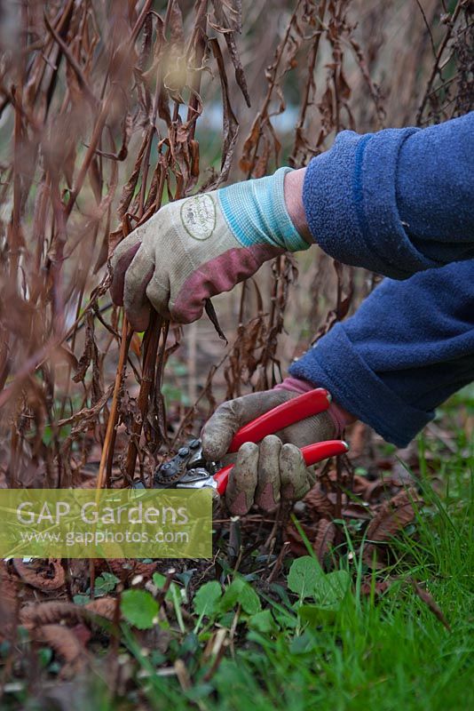 Aster novac-angliae - New England Aster - Winter structure, being cut back.