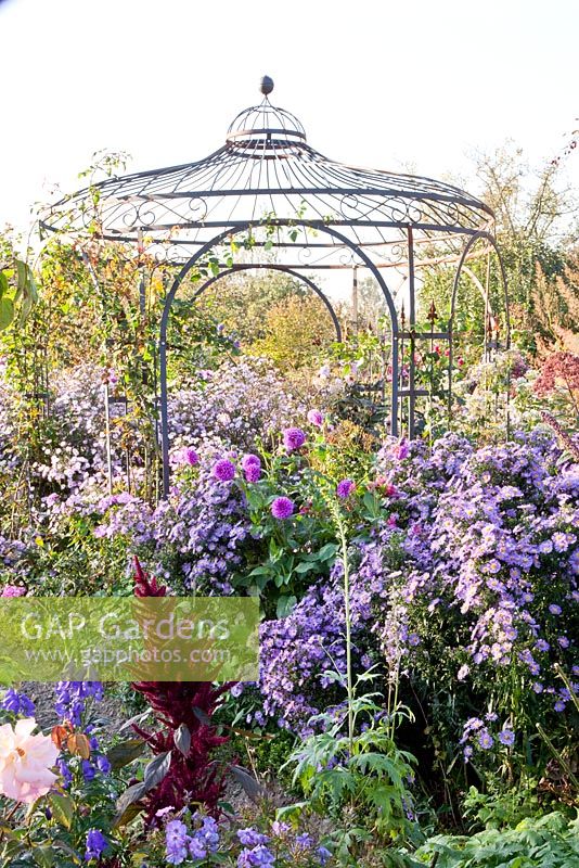 Metal gazebo and planting of Asters