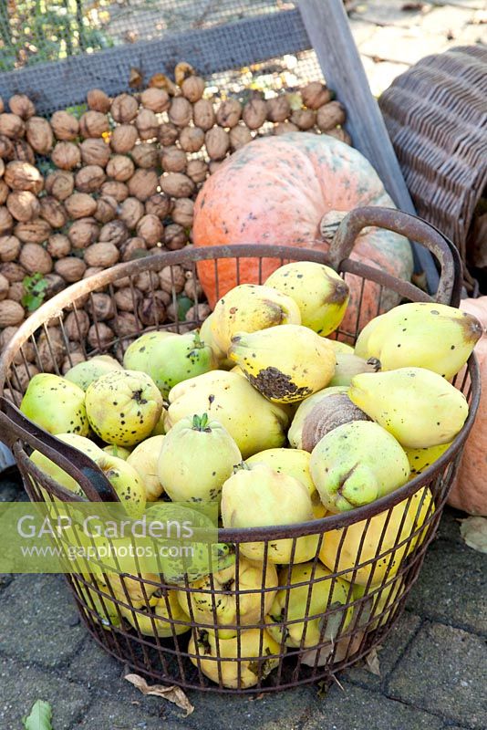Cydonia oblonga - Basket of harvested quinces, walnuts and pumpkin behind
