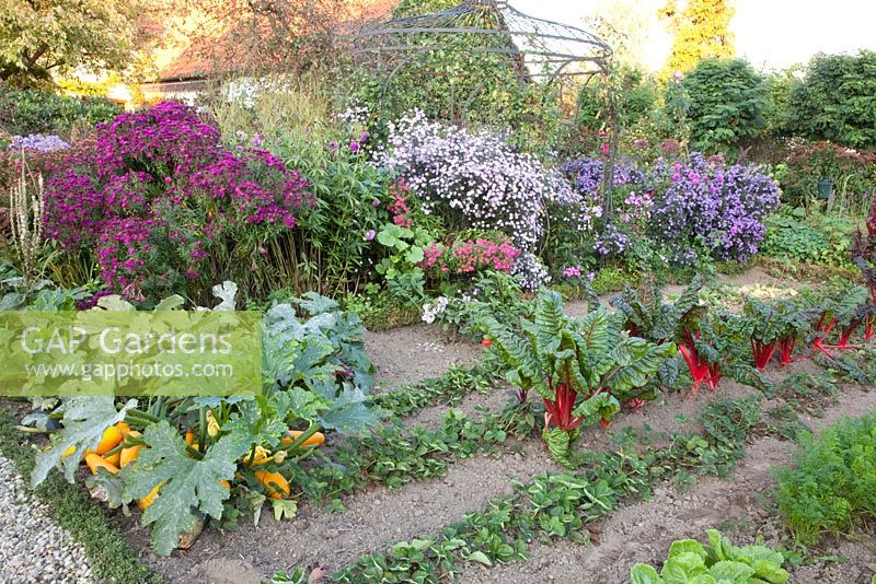 Vegetable garden with Beta vulgaris, Fragaria, Cucurbita pepo, Phaseolus vulgaris, Daucus carota, Aster 'Le Vasterival' and Aster 'Ruby Treasure'
 