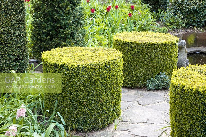 Topiary in garden shaped from Buxus sempervirens 
