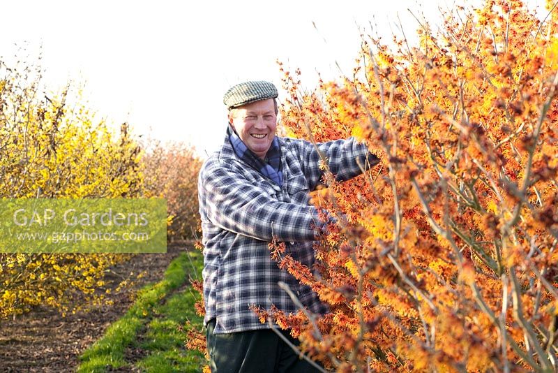 Chris Lane owner of Witch Hazel Nursery, trimming Hamamelis intermedia 'Robert'
