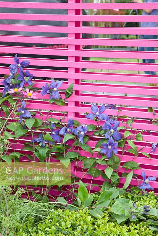 Clematis durandii climbing bright pink screen