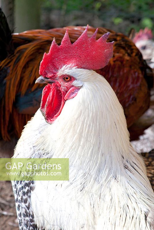 Rooster in garden