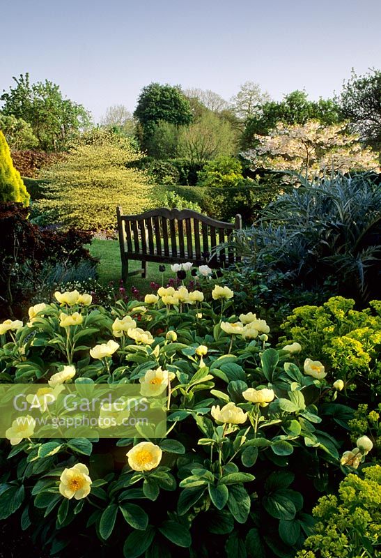 Paeonia mlokosewitschii - Eastgrove Cottage, Worcestershire 