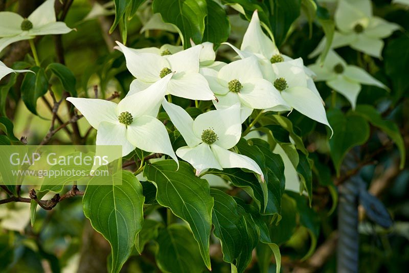 Cornus kousa 'Milky Way' - Hollberg Gardens 