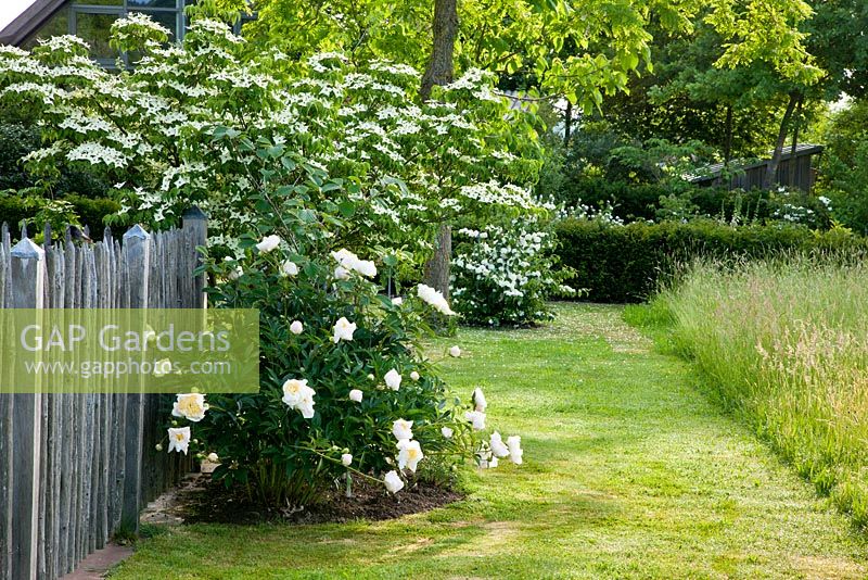 Wooden fence and Paeonia lactiflora 'Bu Te', Cornus kousa 'Milky Way' and Viburnum 
