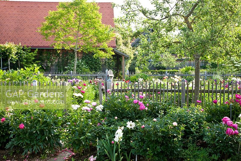 A gate in the wooden fence opens to a separate section in a peony collector's garden. Paeonia 'Cheddar Cheese', 'Raspberry Charm', 'Red Giant', Juglans regia and Malus