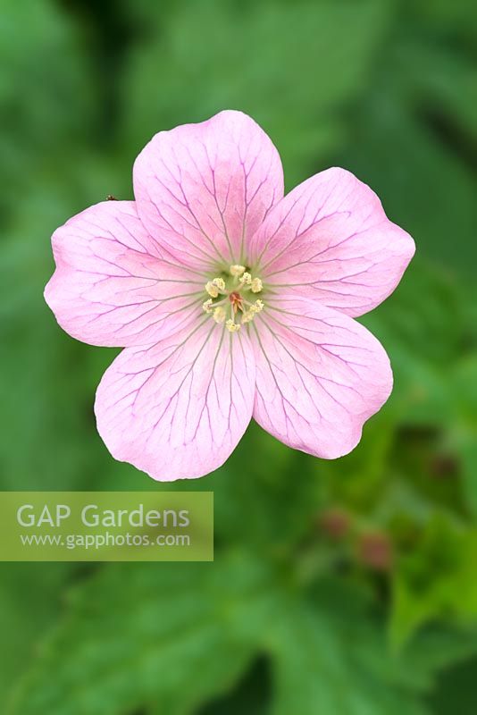 Geranium oxonianum 'Wargrave Pink'