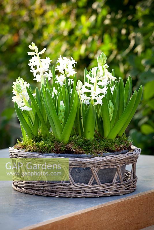 Hyacinths forced in a shallow container placed within a woven basket