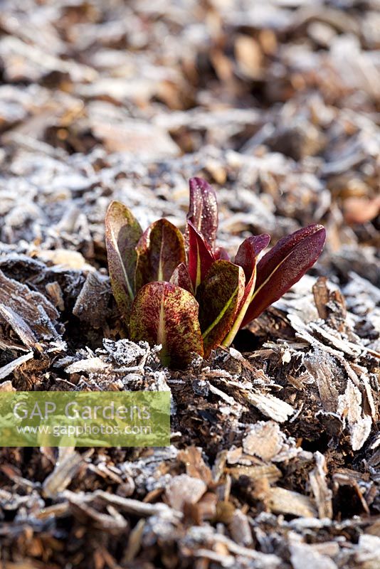 Chicory 'Treviso Rosso' syn. 'Rossa di Treviso' in frost