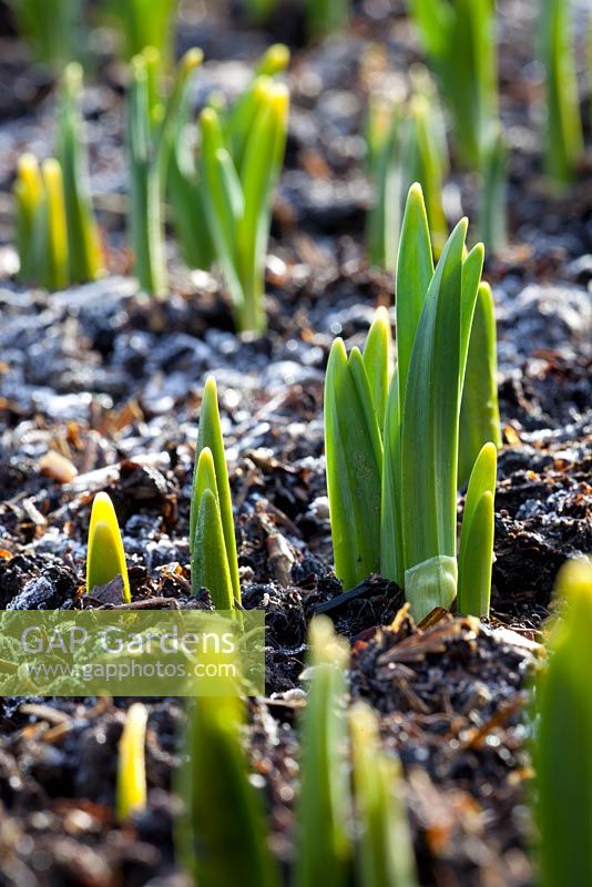 Emerging Narcissus shoots pushing through the frosty ground
