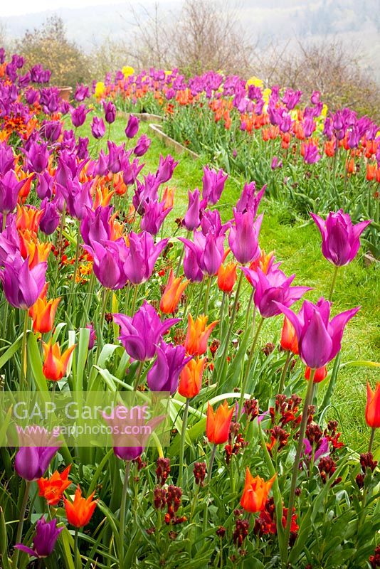Tulipa 'Ballerina' and Tulipa 'Purple Dream' on the bank at Perch Hill