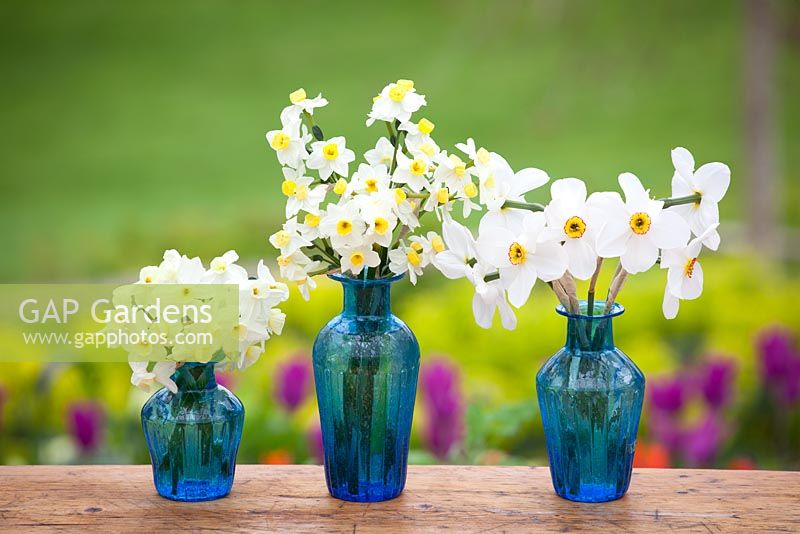 Narcissus collections in blue vases - Narcissus 'Silver Chimes', N. 'Avalanche' and N. 'Actaea'