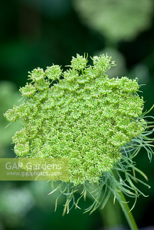 Ammi visnaga seedhead