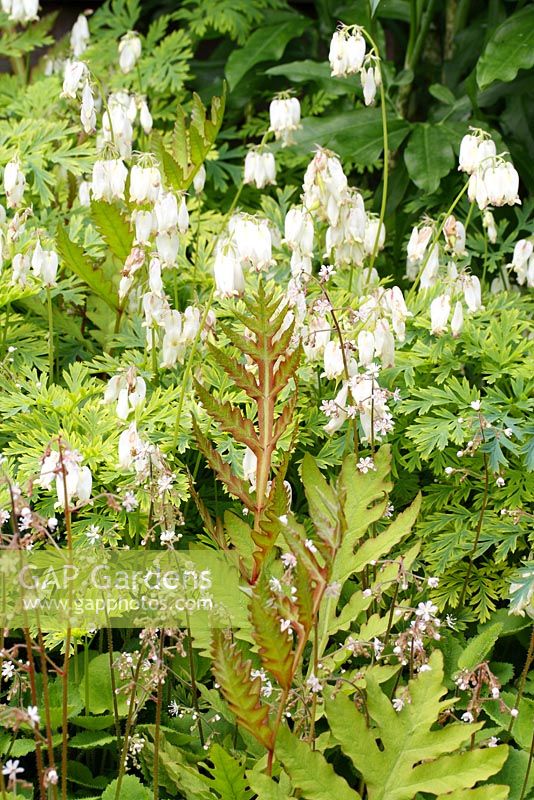 Onoclea sensibilis, Saxifraga and Dicentra 'Langtrees' in May 