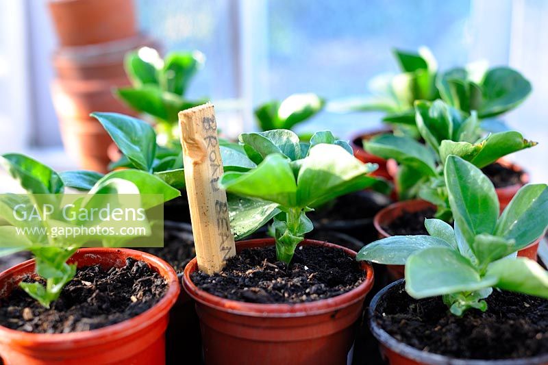 Pots of broad bean Seedlings with wooden plant label, March