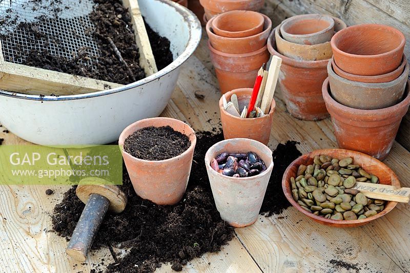Potting bench with terracotta flowerpots, soil tamper, sieve, broad beans and runner beans 