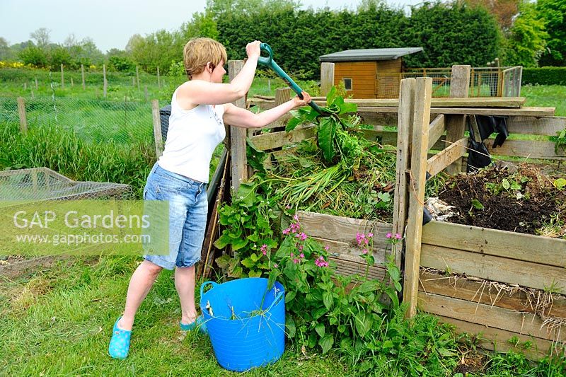Woman placing weeds on an allotment compost heap, Norfolk